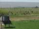 A wind farm backdrops the cattle grazing